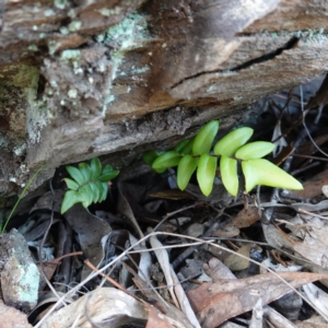 Pellaea calidirupium at Jerangle, NSW - 19 Feb 2024