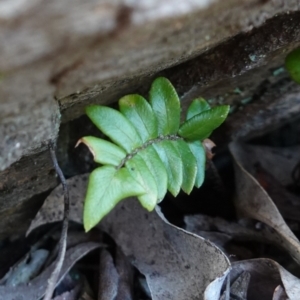 Pellaea calidirupium at Jerangle, NSW - 19 Feb 2024