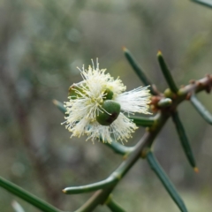 Acacia genistifolia (Early Wattle) at Jerangle, NSW - 19 Feb 2024 by RobG1