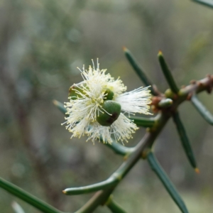 Acacia genistifolia at Jerangle, NSW - 19 Feb 2024