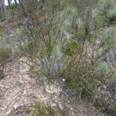 Acacia genistifolia at Jerangle, NSW - 19 Feb 2024