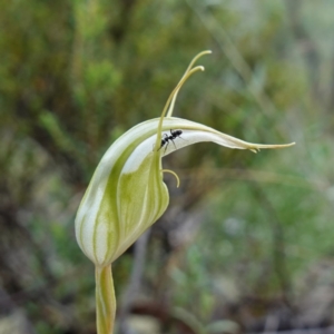 Diplodium reflexum at Jerangle, NSW - suppressed