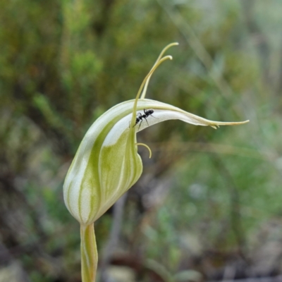 Diplodium reflexum (Dainty Greenhood) at Jerangle, NSW - 19 Feb 2024 by RobG1