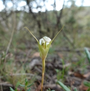 Diplodium reflexum at Jerangle, NSW - suppressed