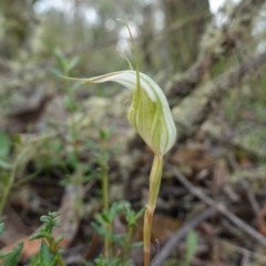 Diplodium reflexum at Jerangle, NSW - suppressed