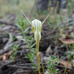 Diplodium reflexum at Jerangle, NSW - suppressed