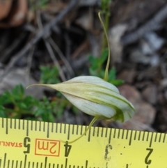 Diplodium reflexum at Jerangle, NSW - suppressed