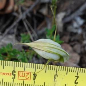 Diplodium reflexum at Jerangle, NSW - suppressed