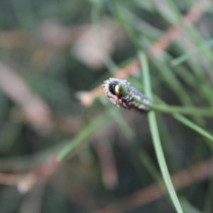 Pterygophorus sp. (genus) at Kaleen, ACT - 26 Mar 2024