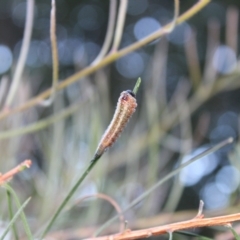 Pterygophorus sp. (genus) at Kaleen, ACT - 26 Mar 2024