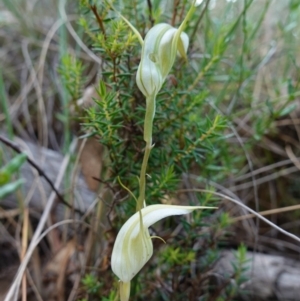 Diplodium reflexum at Jerangle, NSW - 19 Feb 2024