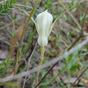 Diplodium reflexum at Jerangle, NSW - 19 Feb 2024