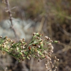 Hippodamia variegata at Lawson Grasslands (LWG) - 26 Mar 2024