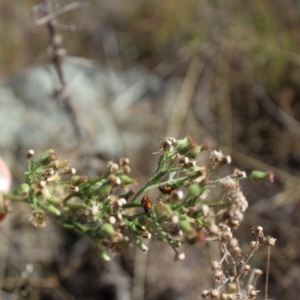 Hippodamia variegata at Lawson Grasslands (LWG) - 26 Mar 2024