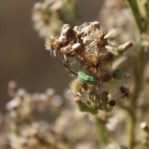 Hippodamia variegata at Lawson Grasslands (LWG) - 26 Mar 2024