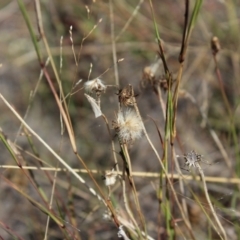 Culladia cuneiferellus (Crambinae moth) at Reservoir Hill, Lawson - 26 Mar 2024 by maura