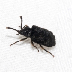 Unidentified Leaf beetle (Chrysomelidae) at Cradle Mountain, TAS - 13 Feb 2024 by AlisonMilton