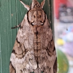 Unidentified Hawk moth (Sphingidae) at Lake Haven, NSW - 5 Apr 2024 by LouF