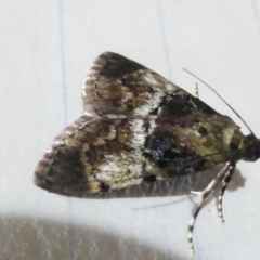 Salma marmorea (A Pyralid moth) at Flea Bog Flat to Emu Creek Corridor - 4 Apr 2024 by JohnGiacon