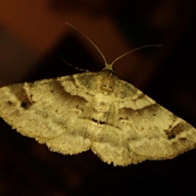 Syneora hemeropa (Ring-tipped Bark Moth) at Cook, ACT - 3 Apr 2024 by CathB