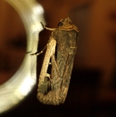 Proteuxoa tortisigna (Streaked Rictonis Moth) at Cook, ACT - 1 Apr 2024 by CathB