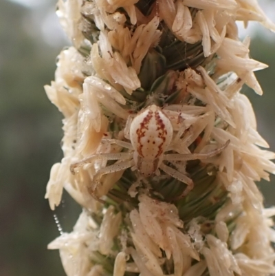 Thomisidae (family) (Unidentified Crab spider or Flower spider) at Cook, ACT - 31 Mar 2024 by CathB