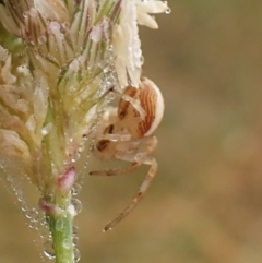 Thomisidae (family) at Mount Painter - 1 Apr 2024 09:54 AM