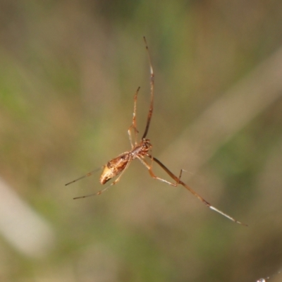 Argyrodes sp. (genus) at Mount Painter - 31 Mar 2024 by CathB