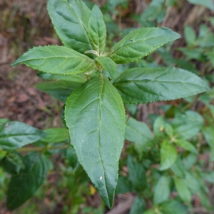 Prostanthera lasianthos at QPRC LGA - 21 Feb 2024