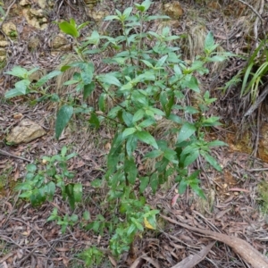 Prostanthera lasianthos at QPRC LGA - 21 Feb 2024