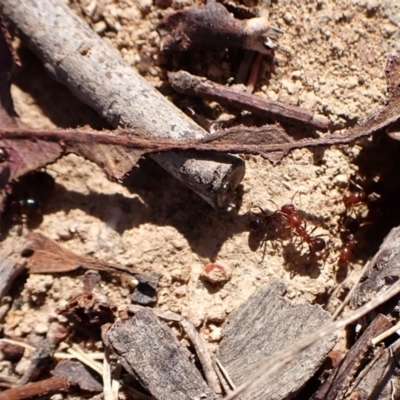 Papyrius sp. (genus) (A Coconut Ant) at Mount Painter - 3 Apr 2024 by CathB