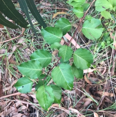 Pyrus calleryana (Callery Pear) at Lawson, ACT - 25 Jan 2024 by rainer