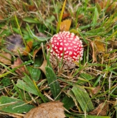 Amanita muscaria (Fly Agaric) at QPRC LGA - 5 Apr 2024 by Csteele4