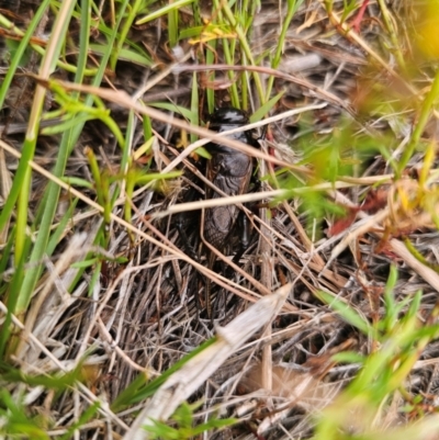 Teleogryllus commodus (Black Field Cricket) at Bigga, NSW - 4 Apr 2024 by Csteele4