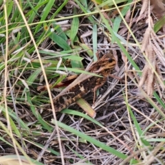Gastrimargus musicus (Yellow-winged Locust or Grasshopper) at Bigga, NSW - 4 Apr 2024 by Csteele4