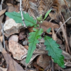 Arrhenechthites mixtus (Purple Fireweed) at Captains Flat, NSW - 20 Feb 2024 by RobG1