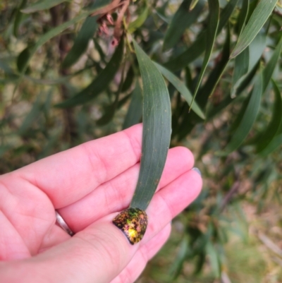 Acacia melanoxylon (Blackwood) at Captains Flat, NSW - 2 Apr 2024 by Csteele4