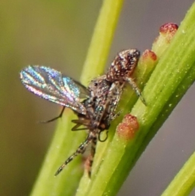 Unidentified Jumping or peacock spider (Salticidae) at Aranda Bushland - 3 Apr 2024 by CathB