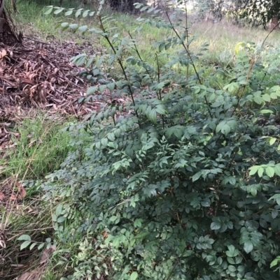 Fraxinus sp. (An Ash) at Lawson, ACT - 25 Jan 2024 by rainer