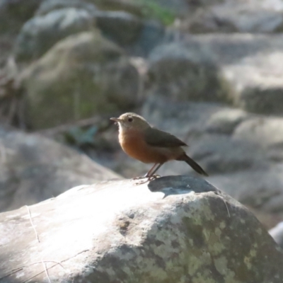 Origma solitaria (Rockwarbler) at Bungonia National Park - 2 Apr 2024 by BenW