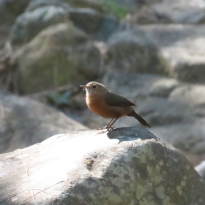 Origma solitaria (Rockwarbler) at Bungonia, NSW - 2 Apr 2024 by BenW