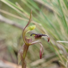 Chiloglottis reflexa (Short-clubbed Wasp Orchid) at Captains Flat, NSW - 21 Feb 2024 by RobG1