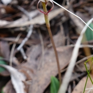 Chiloglottis reflexa at QPRC LGA - 21 Feb 2024