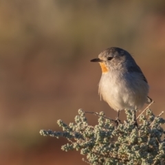 Pyrrholaemus brunneus (Redthroat) at Broken Hill, NSW - 3 Apr 2024 by rawshorty