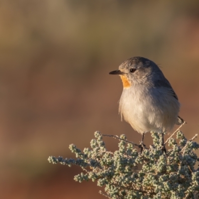 Pyrrholaemus brunneus (Redthroat) at Broken Hill, NSW - 4 Apr 2024 by rawshorty