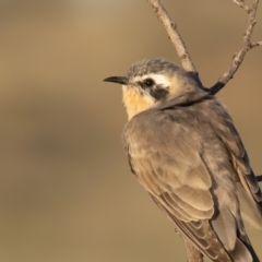 Chrysococcyx osculans (Black-eared Cuckoo) at Broken Hill, NSW - 3 Apr 2024 by rawshorty