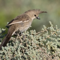 Psophodes cristatus (Chirruping Wedgebill) at Living Desert State Park - 3 Apr 2024 by rawshorty