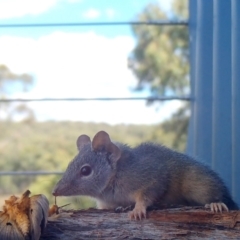 Antechinus flavipes (Yellow-footed Antechinus) at Rugosa - 3 Apr 2024 by SenexRugosus