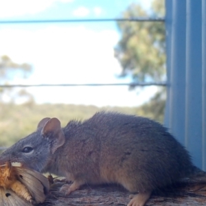 Antechinus flavipes at Rugosa - 3 Apr 2024