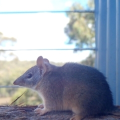 Antechinus flavipes at Rugosa - 3 Apr 2024